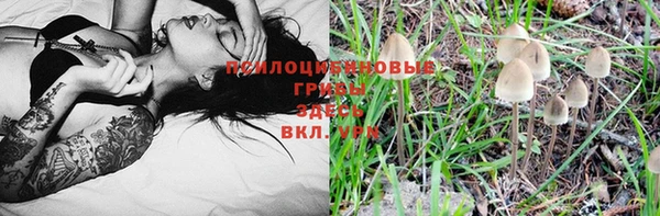 ГАЛЛЮЦИНОГЕННЫЕ ГРИБЫ Аркадак
